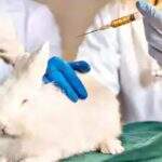 China proíbe uso de animais na indústria cosmética