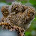 Chester Zoo recebe macacos gêmeos do tamanho de uma bola de pingue-pongue