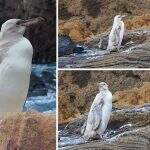 Pinguim BRANCO extremamente raro é visto nas Ilhas Galápagos