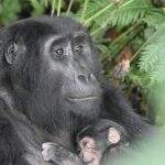 Baby boom’: cinco bebés gorilas em seis semanas.