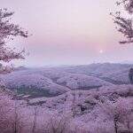 “Cherry Blossom” – O Festival das flores de cerejeira raras que florescem apenas na China