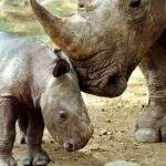 Dois rinocerontes-de-java bebés são encontrados em parque natural da Indonésia