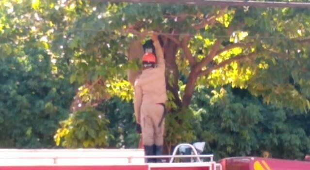 VÍDEO: Gato preso em árvore mobiliza Corpo de Bombeiros neste domingo, no Pioneiros