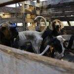 Cães resgatados em fazenda são castrados após quase 2 anos de luta judicial