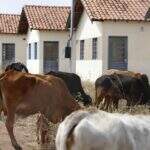 Mesmo com déficit de 42 mil casas, residencial do Minha Casa Minha Vida vira pasto para gado