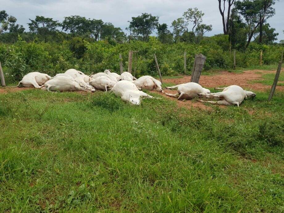 17 cabeças de gado morrem eletrocutadas após chuva em cidade de MS