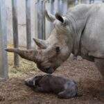 É uma menina! Primeiro rinoceronte branco nascido no zoológico de Zurique