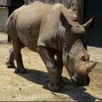 Fêmea de rinoceronte-branco-do-sul viaja ao Japão para encontrar o amor.