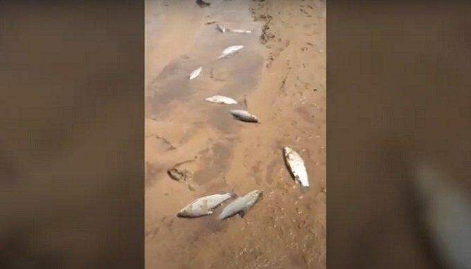 Usina diz que ‘desligamento intempestivo’ baixou nível de rio com mortes de peixes