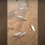 VÍDEO: Ibama e PMA apuram morte de peixes em rio; moradores denunciam usina