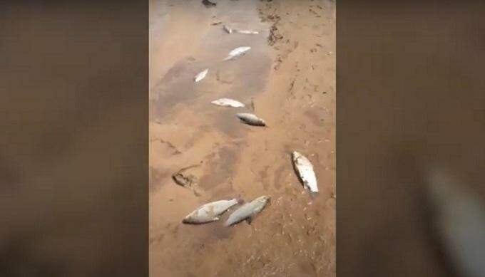 Baixo nível do Rio Correntes por mais de 1h matou 40 quilos de peixe em MS