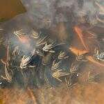 Imasul concluiu que morte de peixes em rios de MS não foram causadas por incêndios no Pantanal