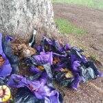 Morador reclama de animais mortos em ‘despacho’ deixado na praça do Carandá Bosque