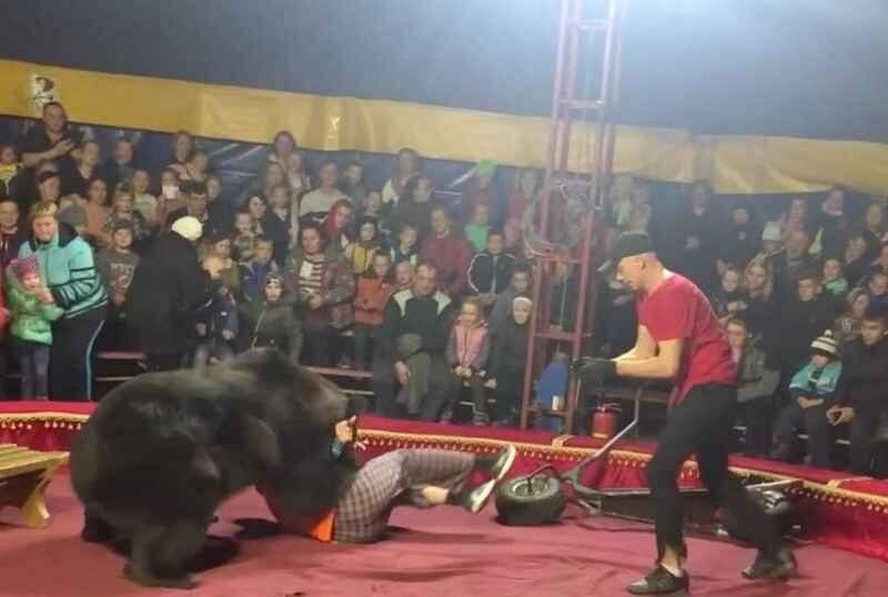 Urso ataca domador em circo, na Rússia