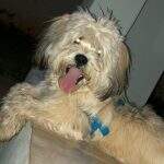Samba, cachorro mascote de ‘república’ é encontrado a 8 km de casa