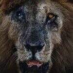 Scarface, o leão mais famoso do mundo, morre aos 14 anos no Quênia