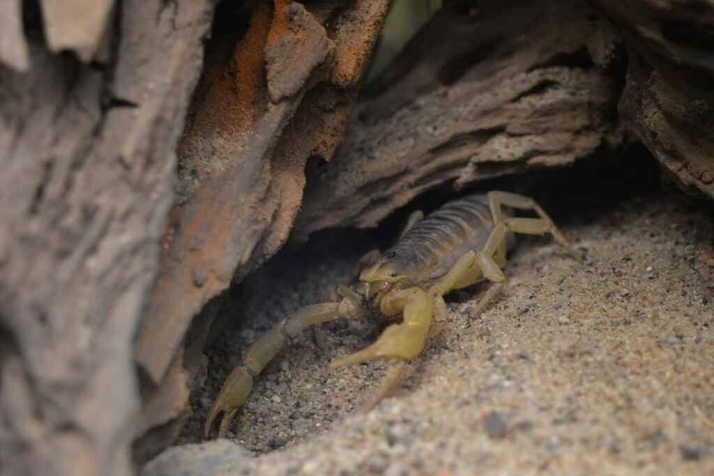 Perigo dos escorpiões: pets correm os mesmos riscos que os humanos