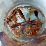 Infestação: Morador encontra pelo menos 50 escorpiões em casa
