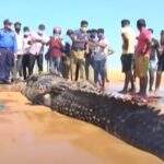 VÍDEO: Pescadores capturam crocodilo de 4 metros