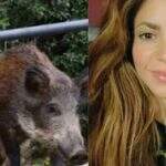 Shakira é atacada e roubada por dois javalis em Barcelona