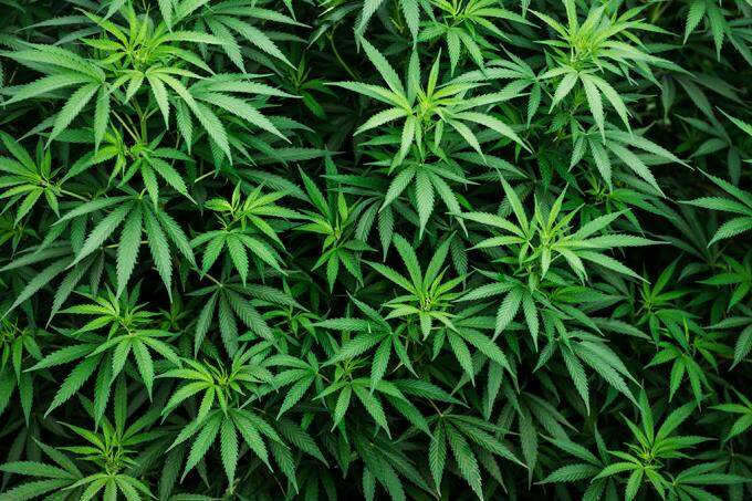 Farmácia de manipulação perde ação para usar Cannabis sem restrição da Anvisa