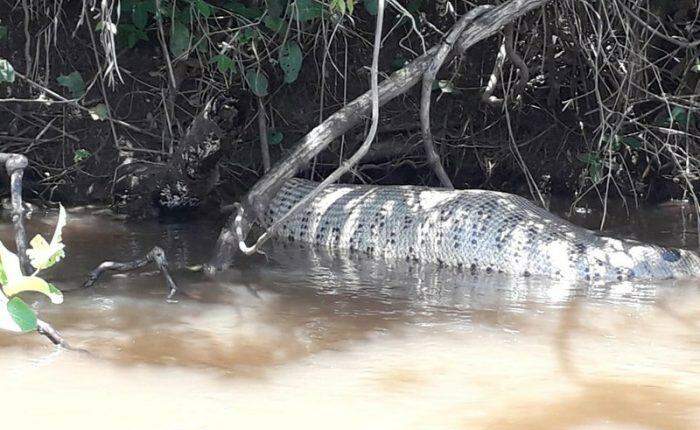 MS Selvagem: ‘Anaconda’ é flagrada digerindo presa em rio de MS