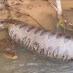 VÍDEO: Sucuri ‘de barriga cheia’ surpreende pescadores no Rio Aquidauana