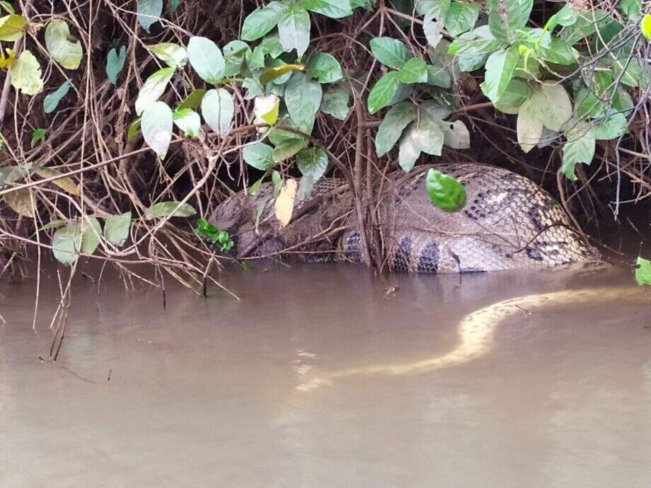 Famosa nas redes, sucuri de 5 metros flagrada no Rio Sucuriú é encontrada morta