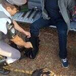 Passageiro de ônibus é preso em flagrante com haxixe e supermaconha em bota ortopédica