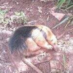 Com ferimentos nas patas, tamanduá-mirim é resgatado em rodovia de Campo Grande