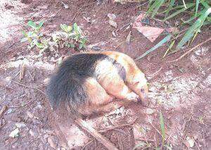 Com ferimentos nas patas, tamanduá-mirim é resgatado em rodovia de Campo Grande