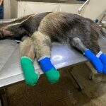 VÍDEO: Com patas queimadas, tamanduá é tratado com partes de outros animais