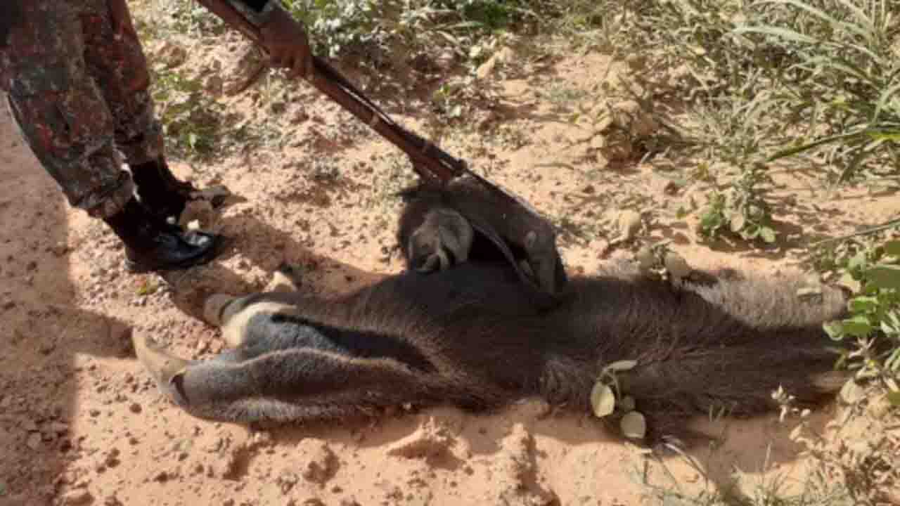 VÍDEO: Filhote de tamanduá-bandeira se agarra em corpo da mãe morta atropelada em MS