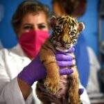 Covid, o tigre-bebê mexicano
