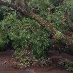 Ventos derrubam árvores e causam estragos em distritos de Dourados