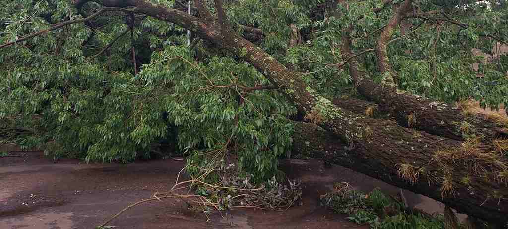 Tempestade derrubou árvores e postes na região