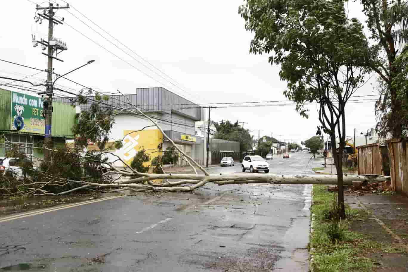 Árvore atingiu as duas vias da avenida.