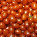 Embrapa cria tomates mais nutritivos e com maior produtividade