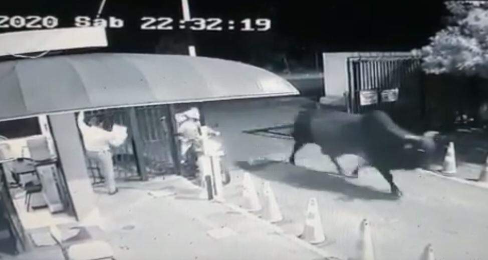 VÍDEO: touro invade condomínio e depois é arrastado morto