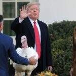 Trump ‘perdoa’ peru Butter às vésperas do Dia de Ação de Graças