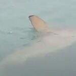 VÍDEO: Tubarão é visto passeando por praia de Balneário Camboriú