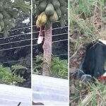 Tucanos são mortos com tiros de espingarda e caso vai parar na delegacia