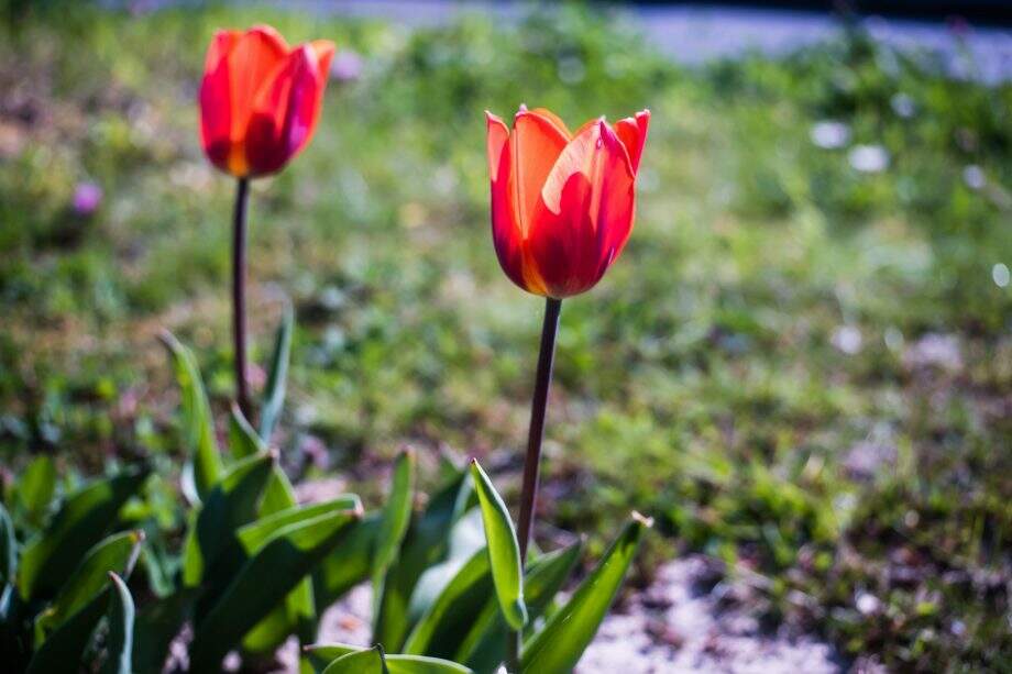 ‘Abril da Tulipa Vermelha’ traz conscientização sobre doença de Parkinson para Campo Grande