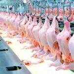 Arábia Saudita embarga a exportação de frango de cinco frigoríficos brasileiros