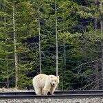 Ultra-raro urso branco foi avistado no Parque Nacional de Banff