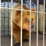 ‘Ursa mais triste do mundo’ deixa Piauí e vai para um santuário em São Paulo