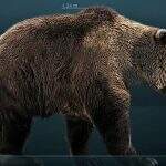 Carcaça de urso da Era do Gelo é encontrada na Rússia