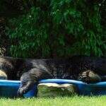 Hora do descanso: Urso é flagrado relaxando em piscina infantil de moradora dos EUA