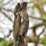 As lendas do Urutau, o pássaro amaldiçoado conhecido como “ave-fantasma”
