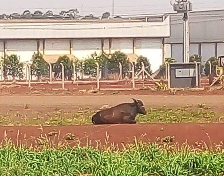 Tomando sol e chuva: vaca é deixada amarrada e moradores denunciam em Campo Grande